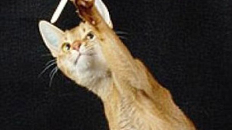 Cats decoded: DNA of cats could shed light on diseases such as AIDS