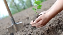 Socially vulnerable population to be involved in 200 million drams worth tree planting project in Armenia