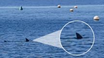 Huge shark fin spotted in water off popular Spanish resort