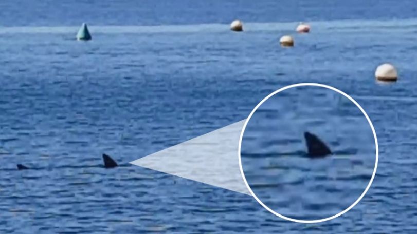 Huge shark fin spotted in water off popular Spanish resort