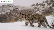 It is one thing to capture a leopard on camera, another thing is to provide them protection from being harmed – Head of WWF Armenia