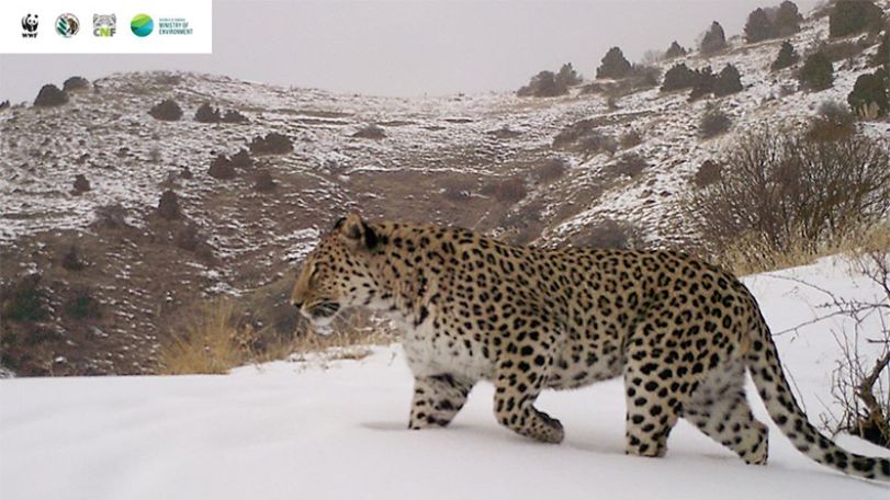 It is one thing to capture a leopard on camera, another thing is to provide them protection from being harmed – Head of WWF Armenia