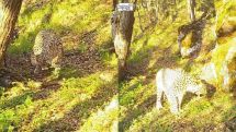 Leopard caught on camera in Syunik Province