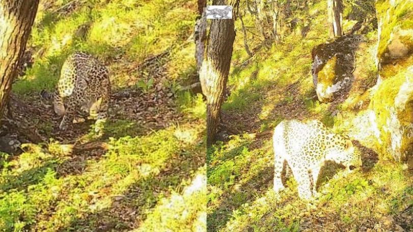 Leopard caught on camera in Syunik Province