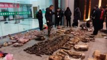 China offers farmers cash to give up wildlife trade