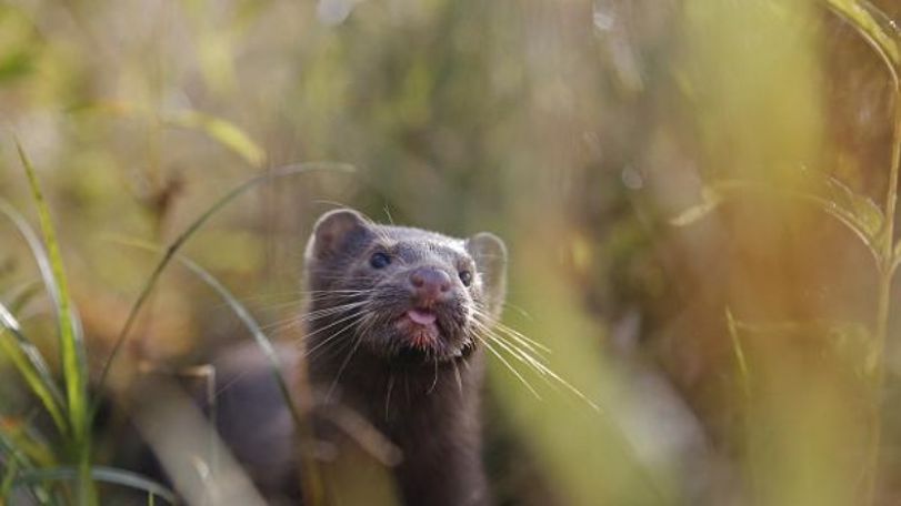Dutch farms ordered to cull 10,000 mink over coronavirus risk