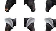Horses' mobile ears are 'communication tool'