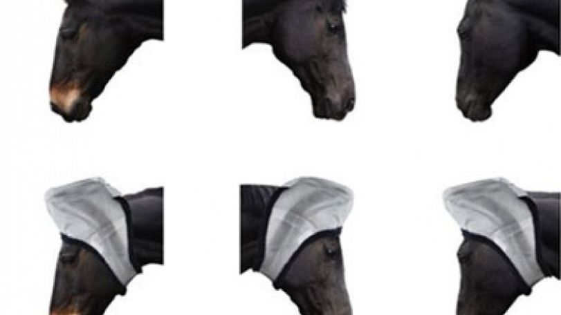 Horses' mobile ears are 'communication tool'