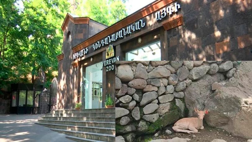 Four deer born at Yerevan Zoo this year