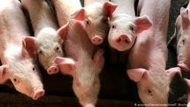 Ученые в Китае обнаружили опасный вирус, грозящий новой пандемией