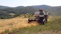Բաղանիսում բերքահավաքի արդյունքներից դժգոհ չեն. Պատերազմի և խաղաղության միջև