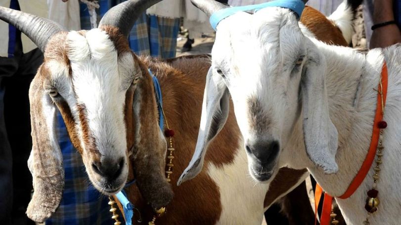 Goat arrested for not wearing mask in India