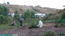 Տնտեսական մեկնաբան. Գյուղատնտեսական տարվա առաջին կեսը. բուն գյուղատնտեսության աճը ցածր է
