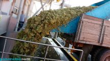 Armenian government to support grape growers, winemakers and brandy makers