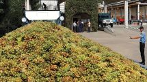 Armenian brandy firm cuts grape purchases from farmers ahead of harvest