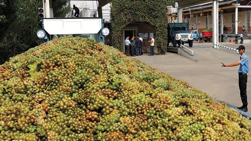 Armenian brandy firm cuts grape purchases from farmers ahead of harvest