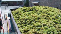 Yerevan brandy firm to purchase no more than 25,000 tons of grapes this year