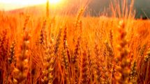 Bloomberg: Wheat king Russia is missing out on China’s buying spree