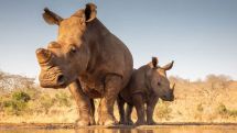 World's wildlife populations have fallen by an average of 68% in four decades, WWF says