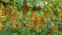 Grape purchases up 30% this year, minister says