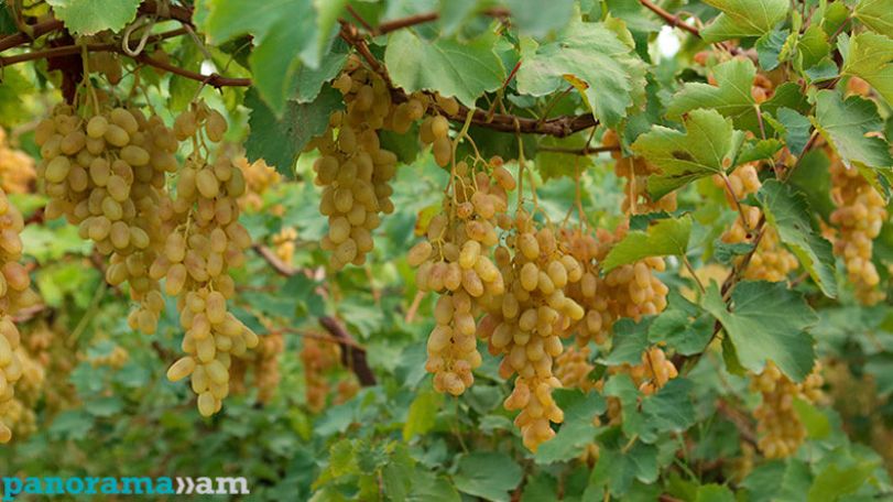 Grape purchases up 30% this year, minister says