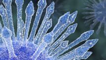 Early HIV drugs may not stop virus