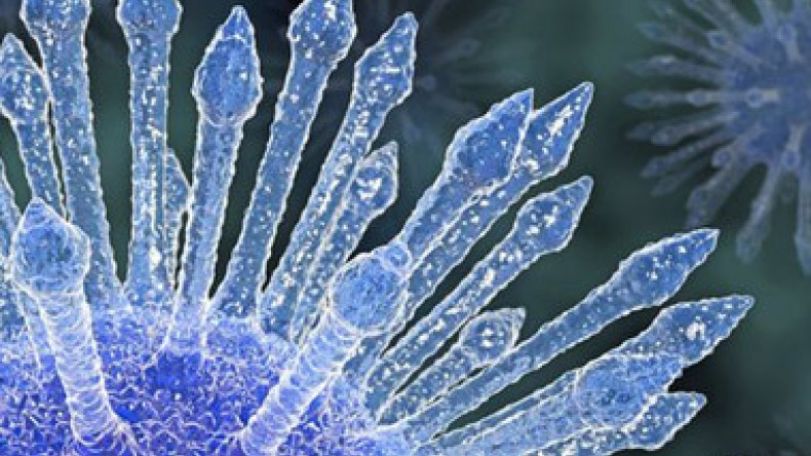 Early HIV drugs may not stop virus