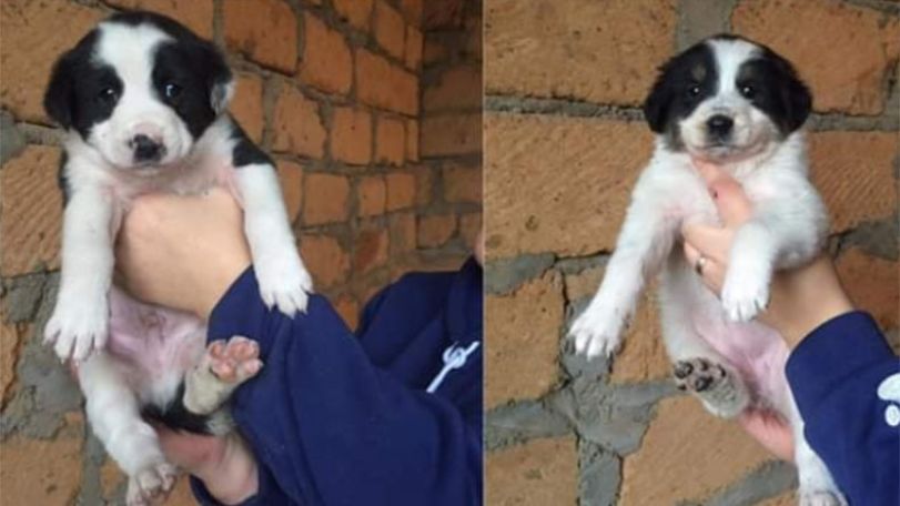 Volunteers of a pet care group take dozens of abandoned pets from Artsakh to Armenia