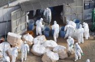 Из-за распространяемого птичьего гриппа в Японии за месяц уничтожено 2 миллиона кур
