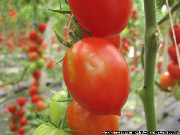 Russia to ban tomato, pepper imports from Armenia’s Armavir