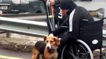«Собака, прождавшая более 20 дней перед больницей, встретилась со своим хозяином»