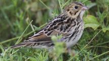 Software can decode bird songs
