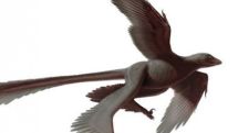 Four-winged dinosaur is 'biggest ever'