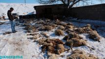 Ադրբեջանցիներից ու կրակից փրկված ոչխարներն ապահով Երևանում շների բաժին դարձան
