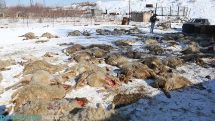 Туши загрызенных 19 января в Ереване овец так и не убраны, экспертиза не проводится