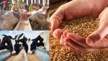 Սննդամթերքի ո՞ր տեսակները կթանկանան 2021 թվականին