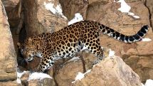 FPWC: The new Caucasian leopard identified in Armenia gives hope for endangered subspecies’ survival