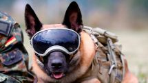 Scientists have trained sniffer dogs to detect coronavirus with 94% accuracy
