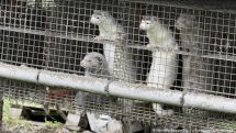 Coronavirus strain found in Polish mink can pass to humans, government says