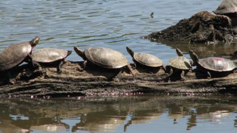 Dispersal 'key to reptile survival'