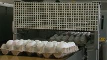 ЗАО «Птицефабрика Аракс»: Мы более не намерены молчать