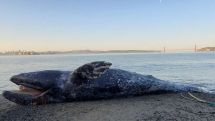 4 gray whales found dead in San Francisco Bay Area in past week
