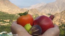 Оросительной воды нет, гранат и инжир Агарака – под угрозой
