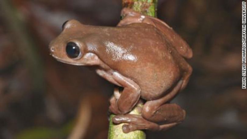 Scientists discover new 'chocolate frog' in swamp