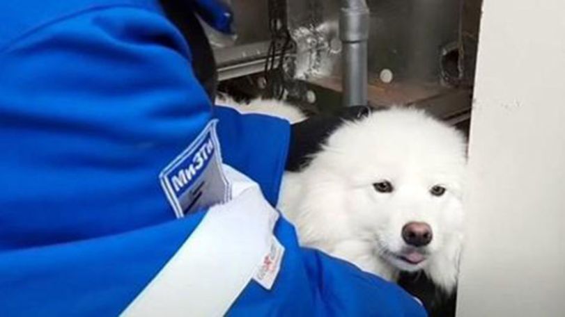 Dog rescued after wandering through Arctic ice for more than a week