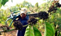 Climate crisis may hit Europe’s coffee and chocolate supplies