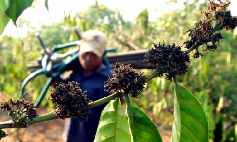 Climate crisis may hit Europe’s coffee and chocolate supplies