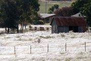 Spider webs cloak Australian landscape after floods