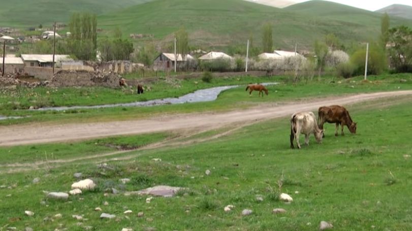 Azeris have stoled a cow and its new born calf from pasture in Verin Shorzha village - Ombudsman