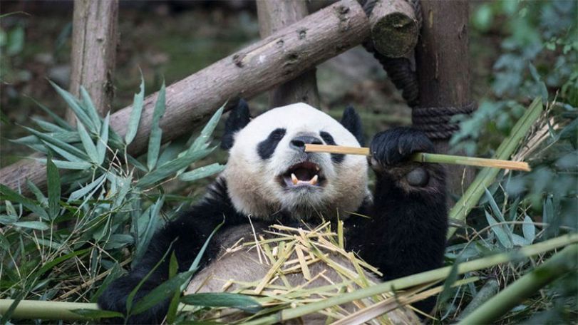 Giant pandas no longer endangered but still vulnerable, Chinese officials say